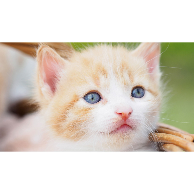 تابلو شاسی طرح گربه مدل T7967 | دنیای قاب