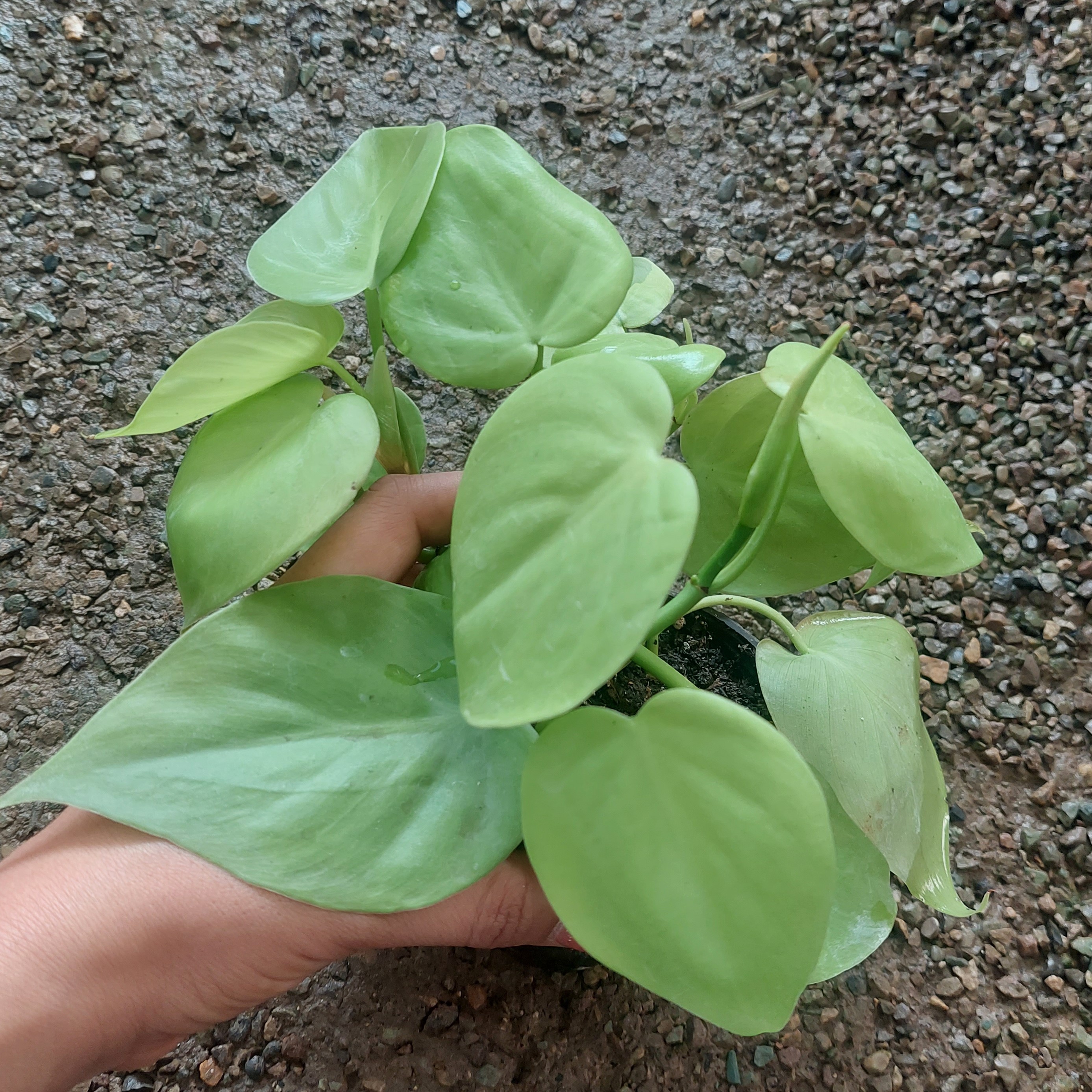 گل اسکاندیس نعون  پر بوته با کیفیت بالا طبق تصویر ارسال بصورت پس کرایه