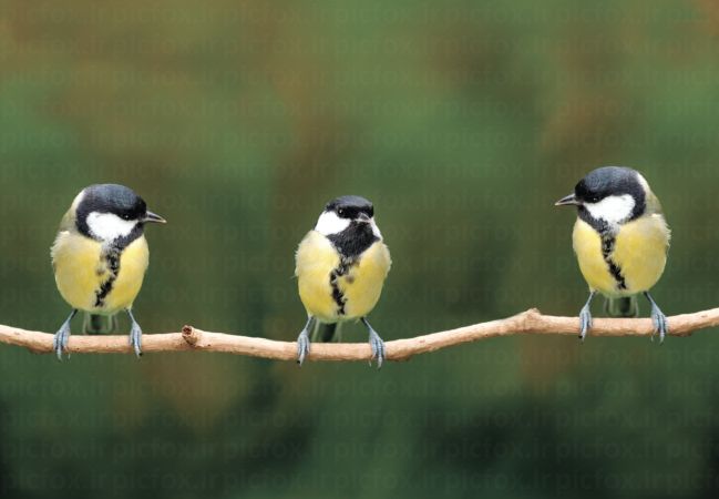 خرید و دانلود عکس Animals-Part-3 - کیفیت بالا | پیک فاکس | Pic Fox