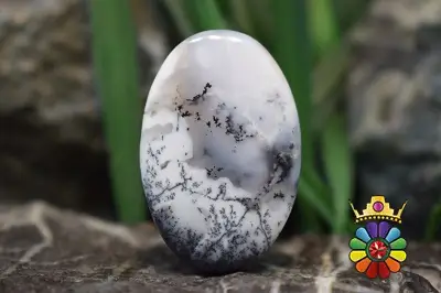 اپال دندریت