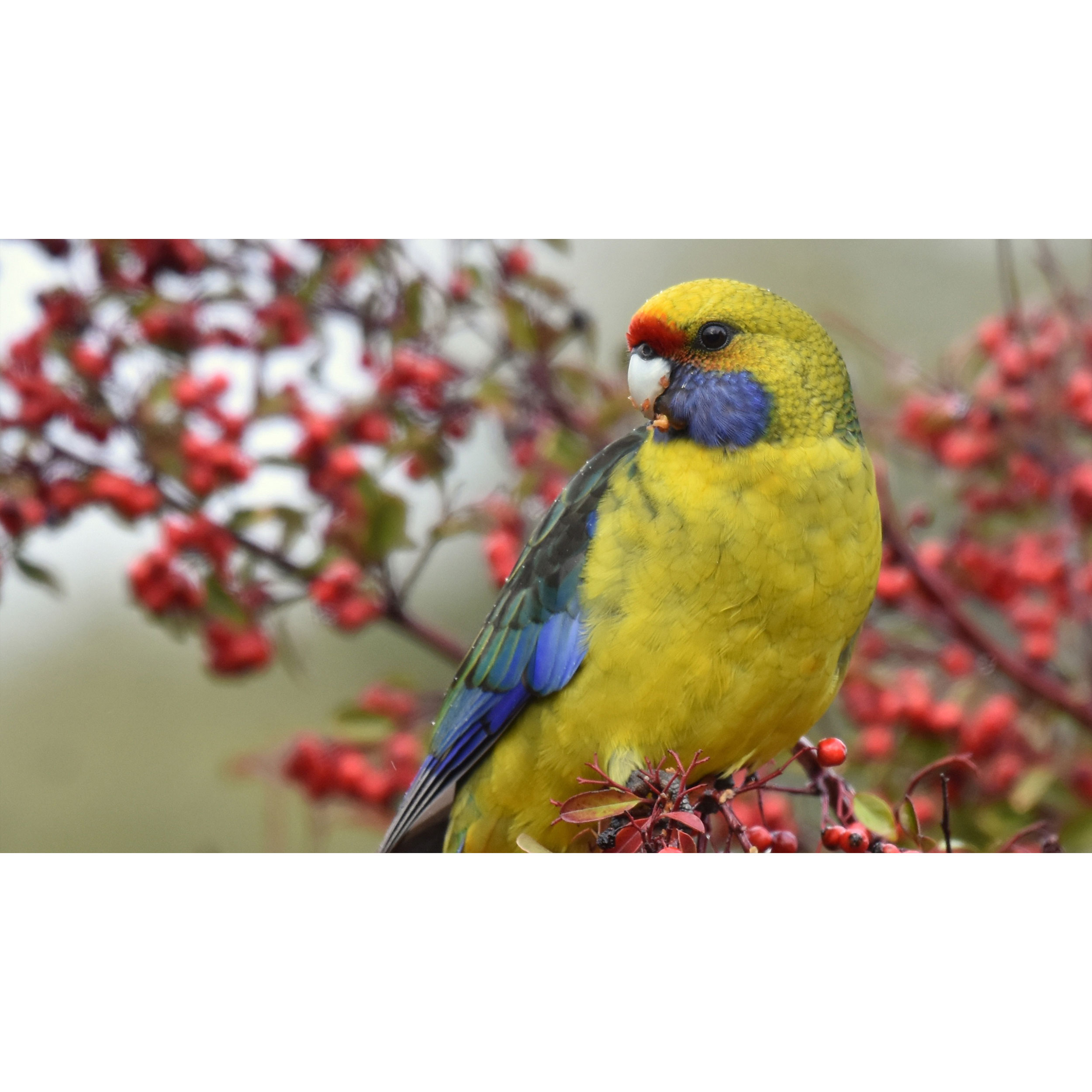 تابلو شاسی طرح پرنده طوطی مدل T8099