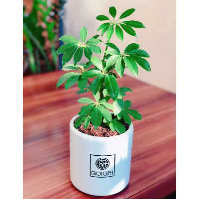  گیاه طبیعی شفلرا سبز گل گیفت کد GP011