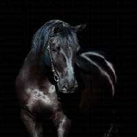 خرید و دانلود عکس Portrait of black horse on a black background کد 41585 | پیک فاکس | Pic Fox