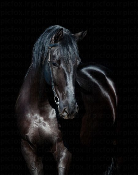 خرید و دانلود عکس Portrait of black horse on a black background کد 41585 | پیک فاکس | Pic Fox