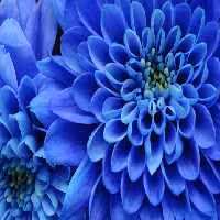 خرید و دانلود عکس Flower-Part-9 کد 18378 | پیک فاکس | Pic Fox