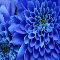 خرید و دانلود عکس Flower-Part-9 کد 18378 | پیک فاکس | Pic Fox