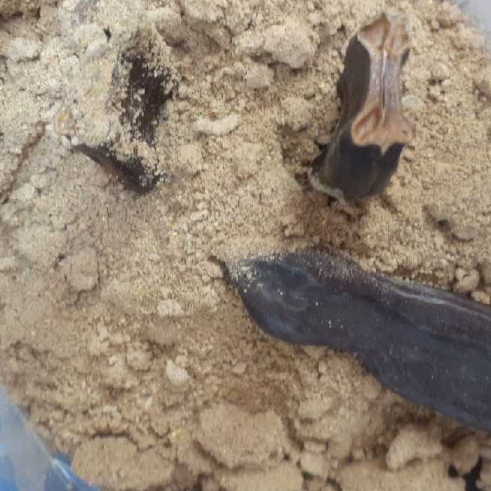 میوه خرنوب و شیره خرنوب جهت فرنی سازی  رشد بدن تغذیه  ورزشکاری