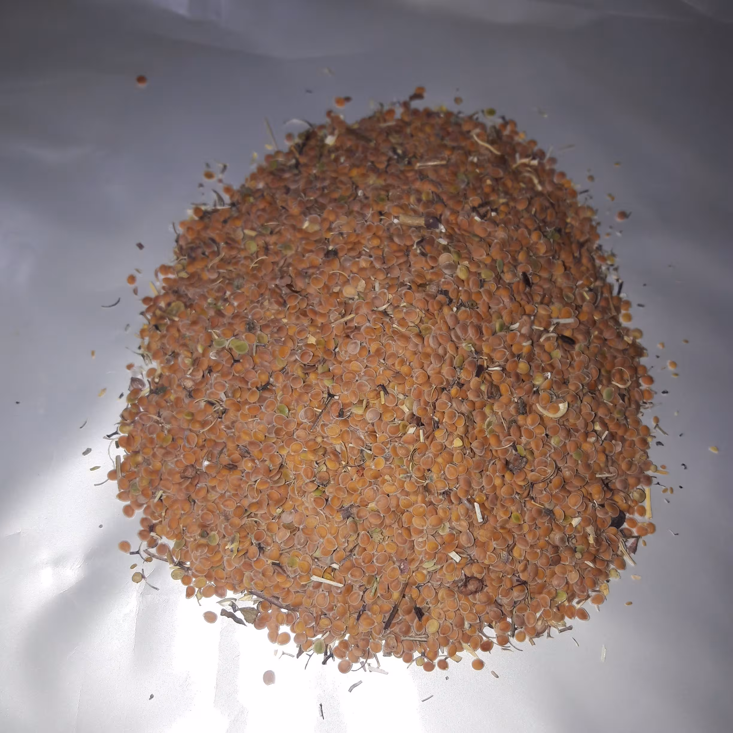 قدومه شیرازی 50گرمی
