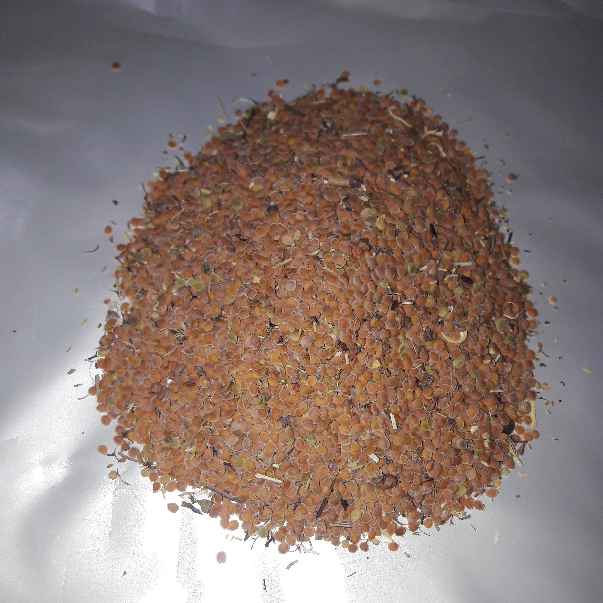 قدومه شیرازی 50گرمی