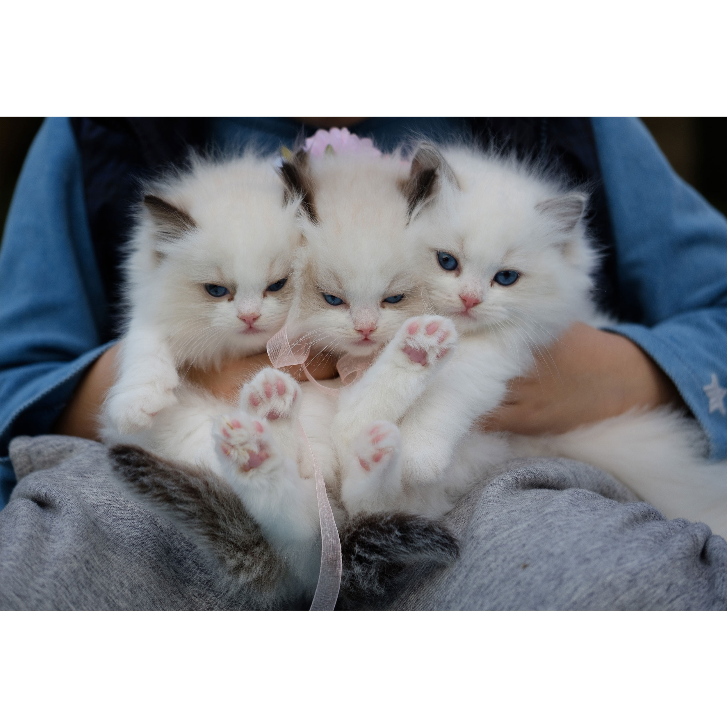 تابلو شاسی طرح گربه مدل T1519