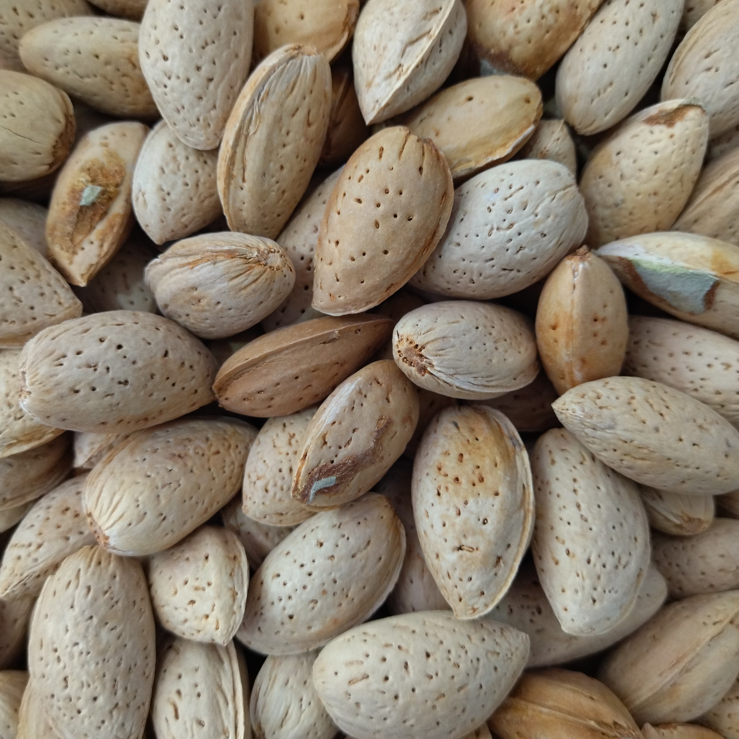 بادام سنگی تازه و درشت امسالی بدون پوچی و همه پر مغز درجه یک 1000 گرمی