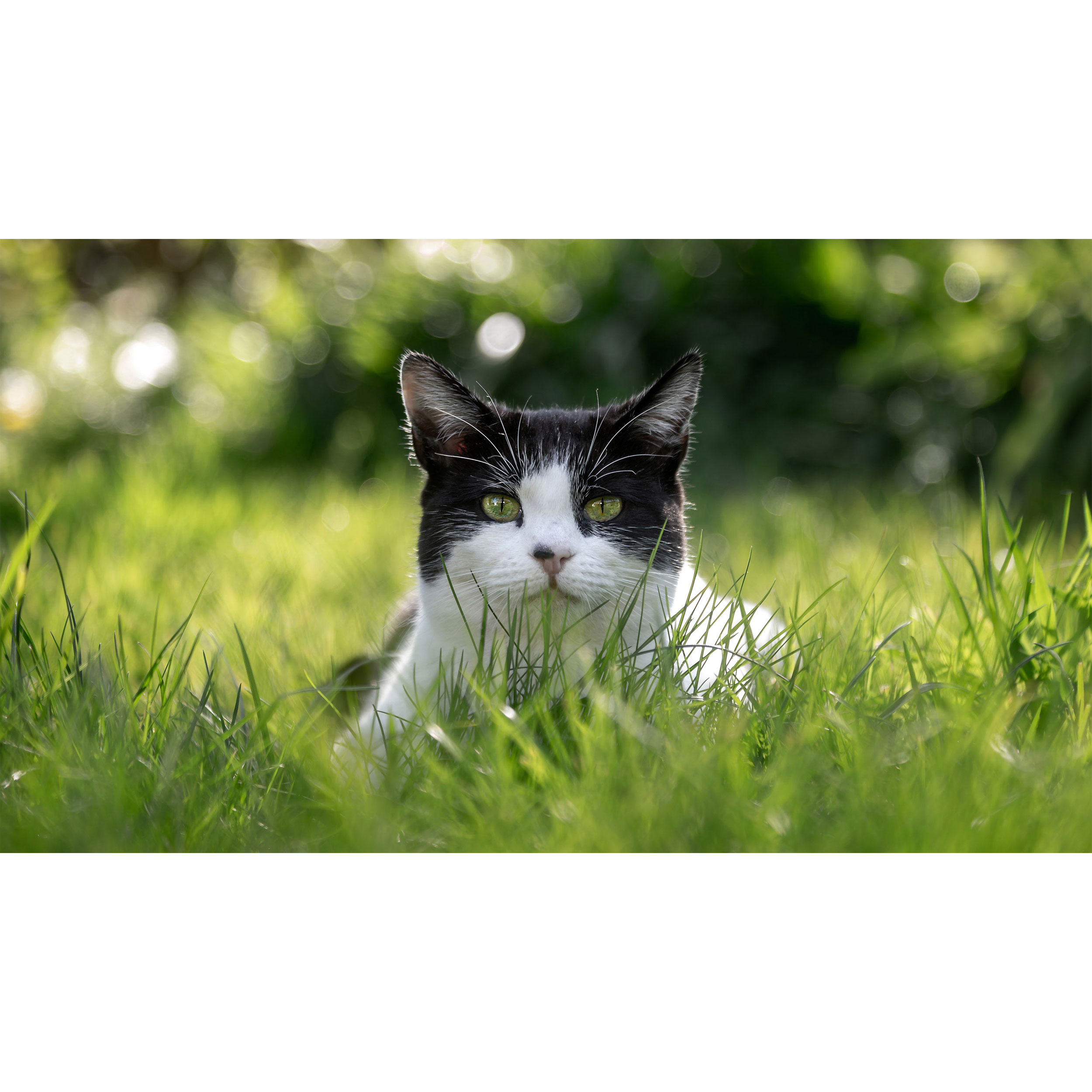 تابلو شاسی طرح گربه مدل T7747