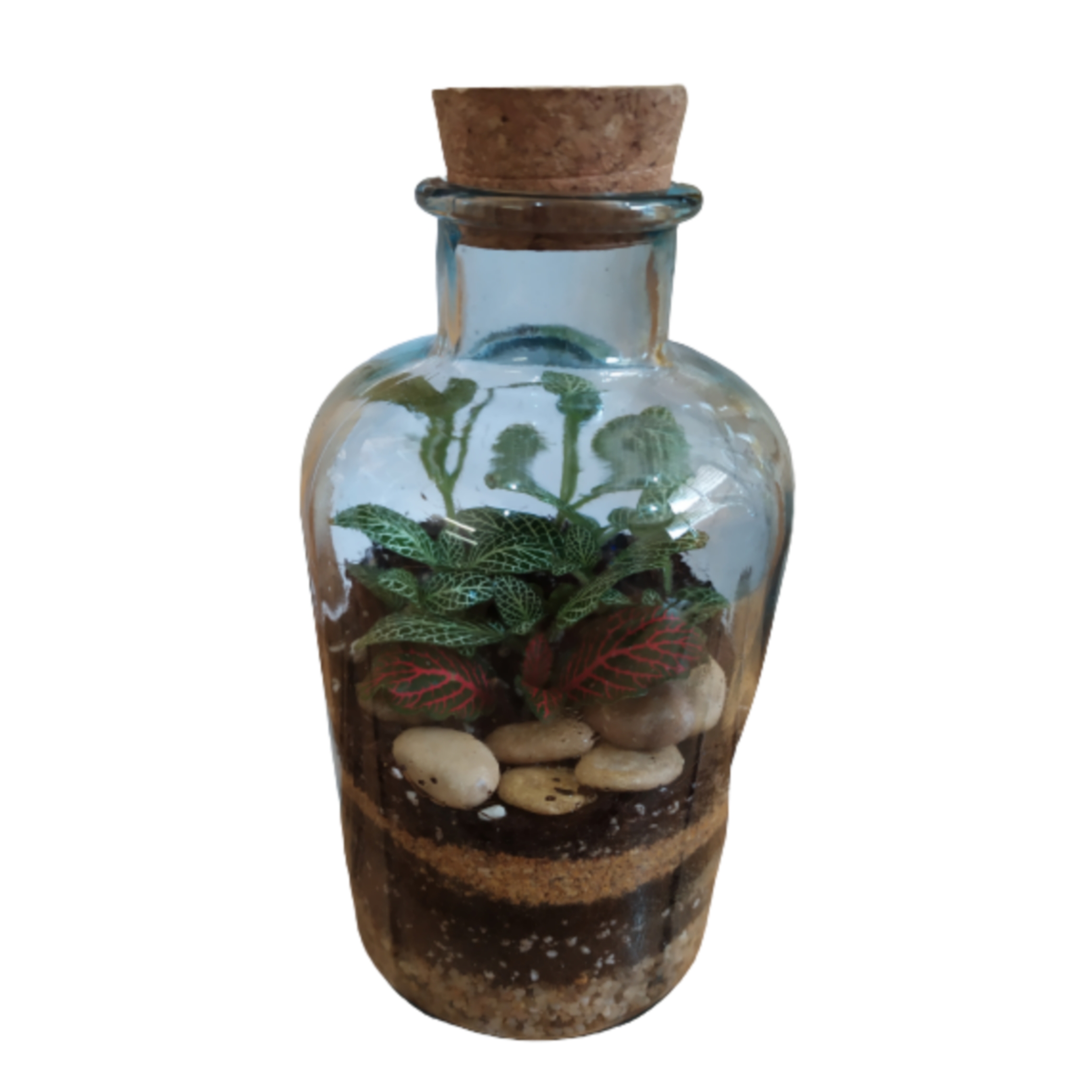 تراریوم گیاه طبیعی کد 104