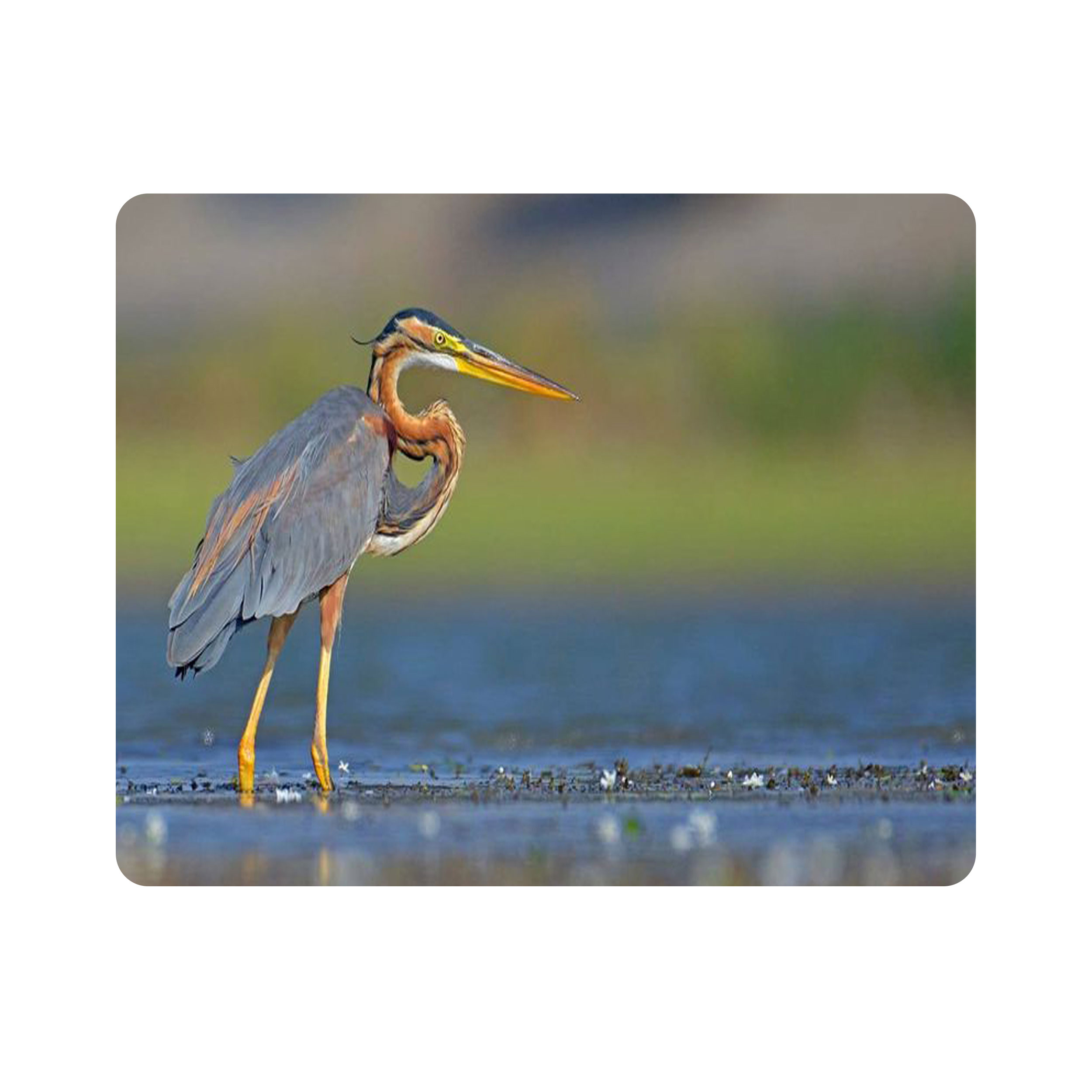 ماوس پد اطلس آبی طرح پرنده مرغ ماهی خوار  مدل T7946