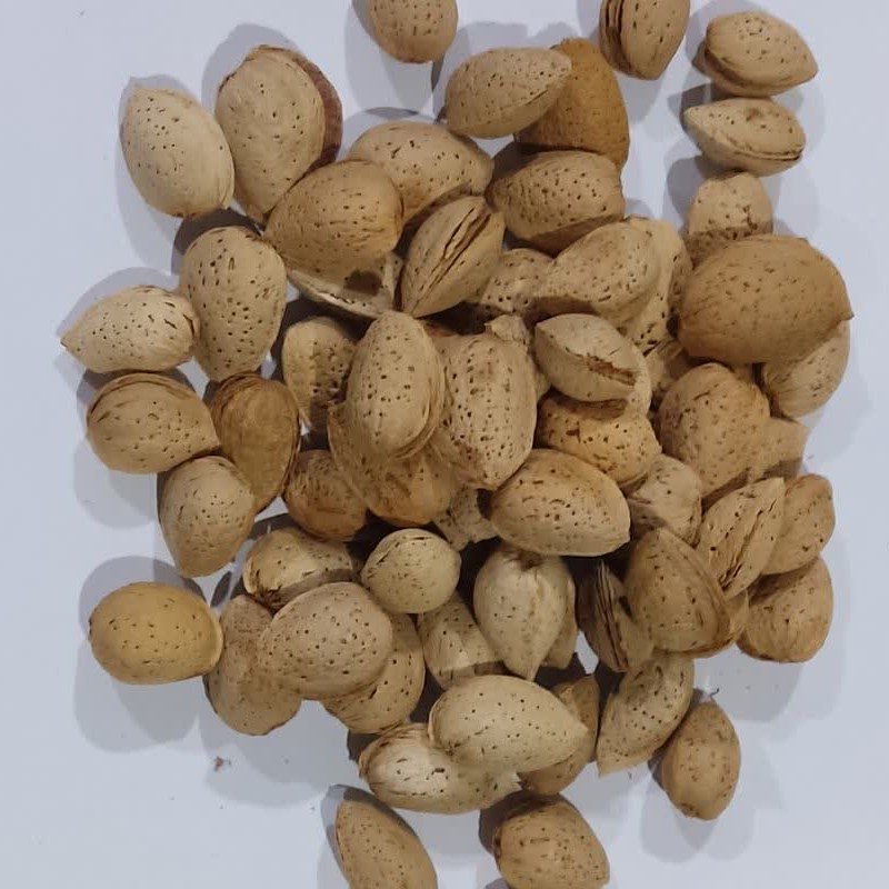 بادام درختی کاغذی امساله
