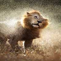 خرید و دانلود عکس غبار یا قطرات در اطراف شیر باشکوه | پیک فاکس | Pic Fox