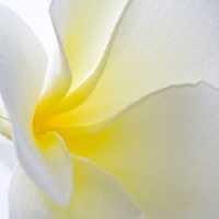 خرید و دانلود عکس Flower-Part-8 کد 18359 | پیک فاکس | Pic Fox