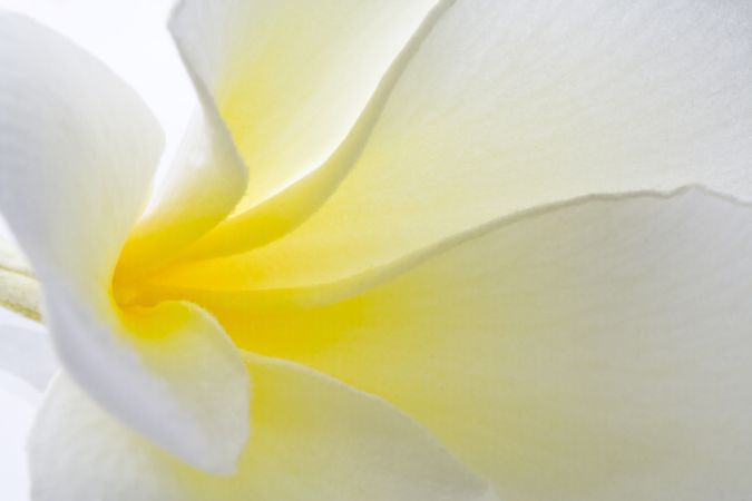 خرید و دانلود عکس Flower-Part-8 کد 18359 | پیک فاکس | Pic Fox