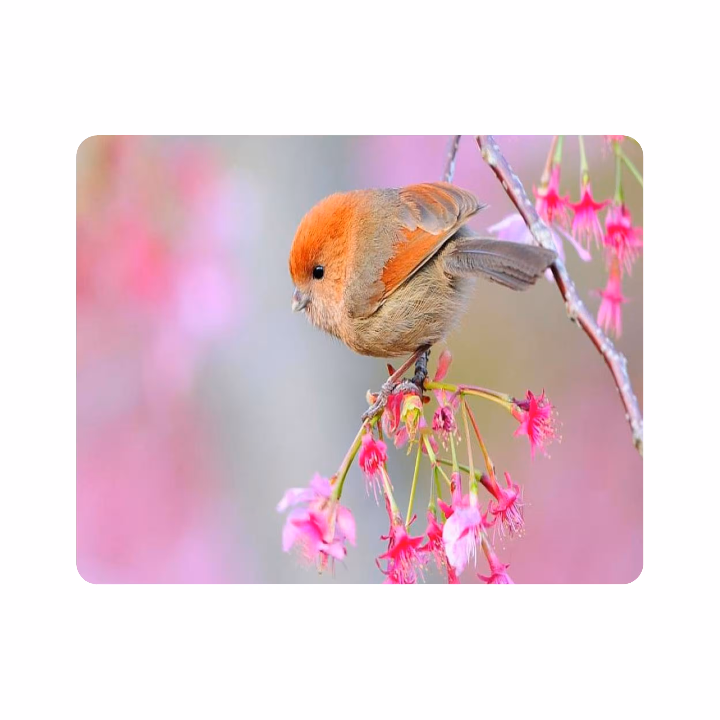 ماوس پد طرح پرنده و گل مدل T8086