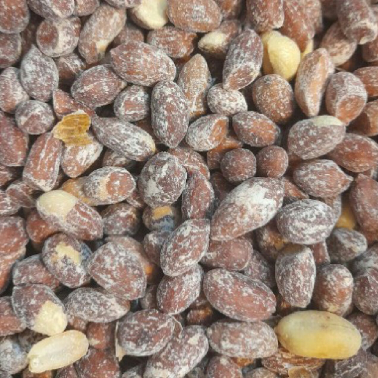 مغز بادام زمینی تفت داده امسالی ، 100 گرمی 