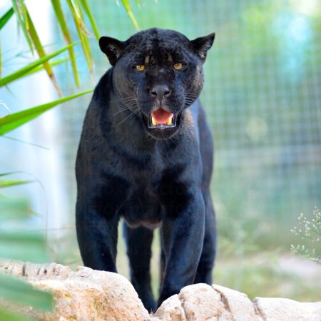 خرید و دانلود عکس Animals-Part-3 - کیفیت بالا | پیک فاکس | Pic Fox