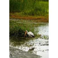 تابلو شاسی دریاچه و مرغ ماهی خوار مدل T1956