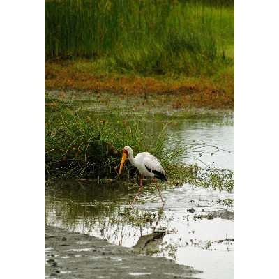 تابلو شاسی دریاچه و مرغ ماهی خوار مدل T1956