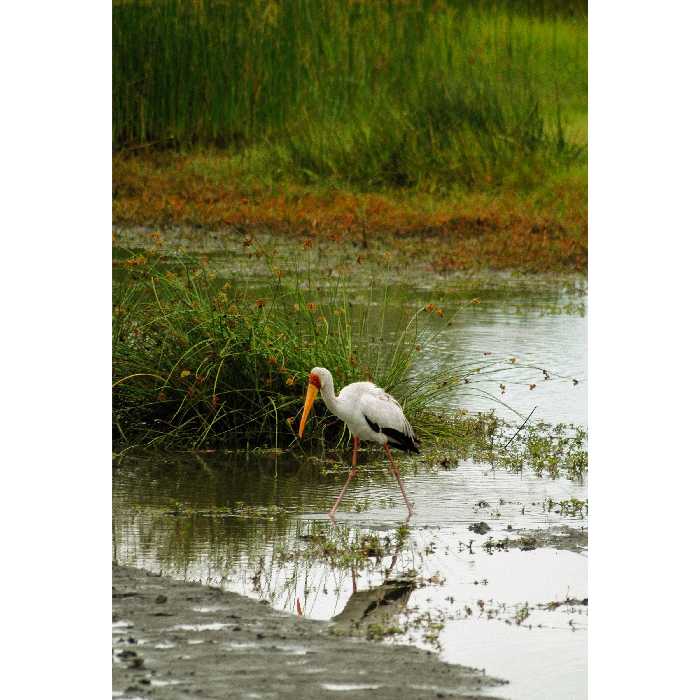 تابلو شاسی دریاچه و مرغ ماهی خوار مدل T1956
