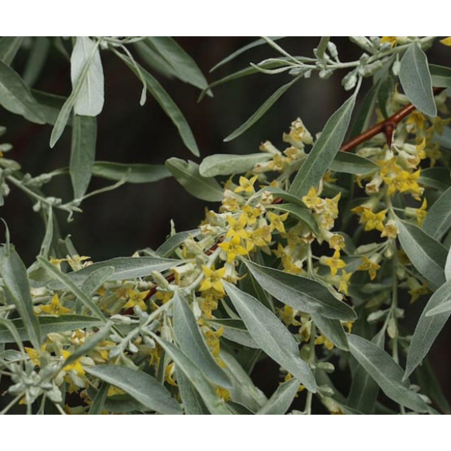 برگ سنجد 50 گرم