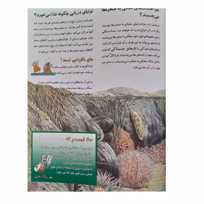 کتاب از من بپرس چرا حیوانات ساحل اثر آنجلا ویلکز انتشارات عروج اندیشه جلد 7
