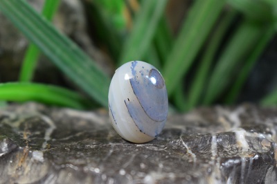 عقیق شجر برزیل