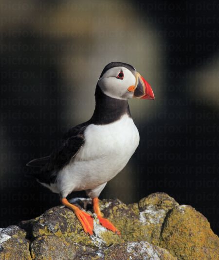 خرید و دانلود عکس Animals-Part-3 - کیفیت بالا | پیک فاکس | Pic Fox