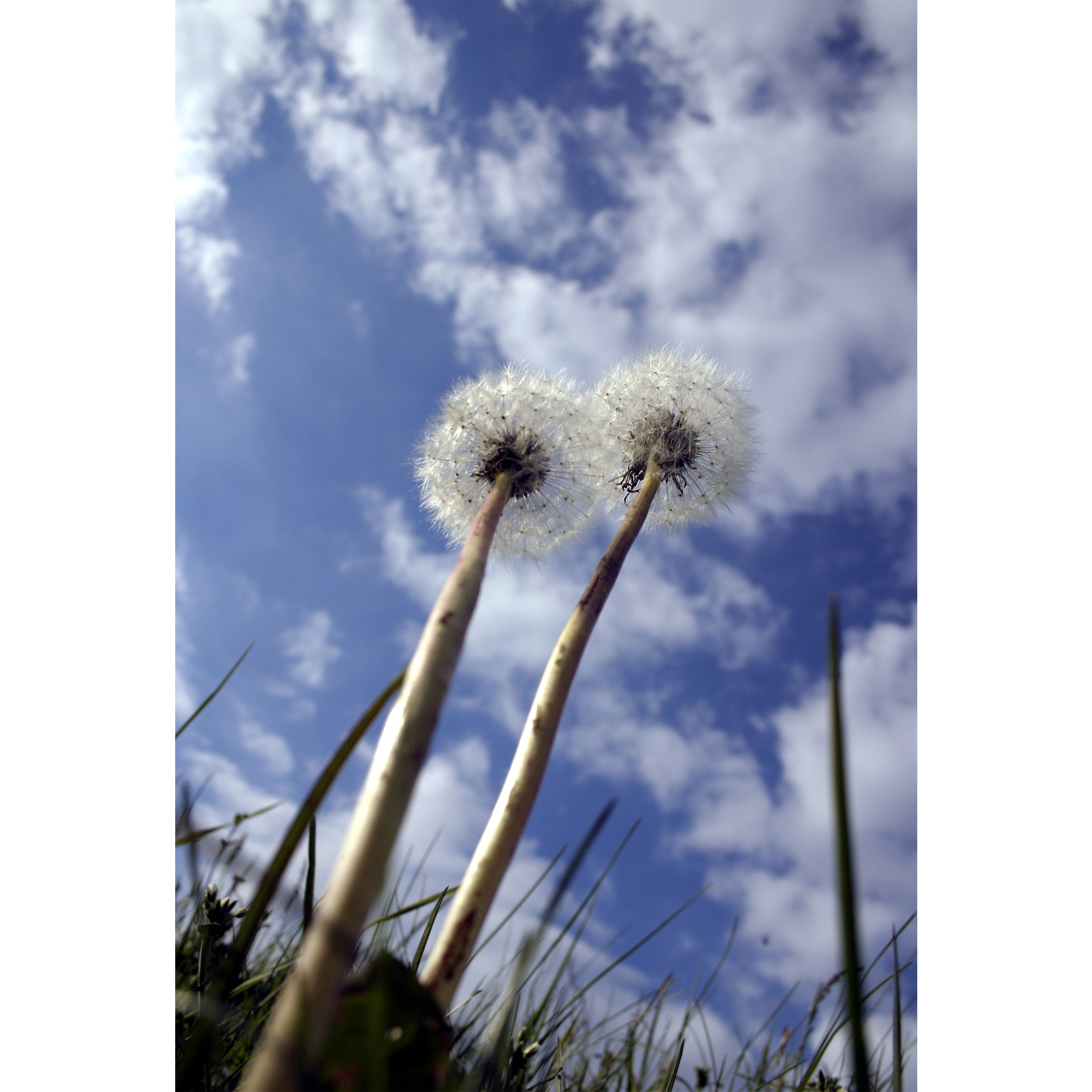 تابلو شاسی مدل گل قاصدک و آسمان T7048