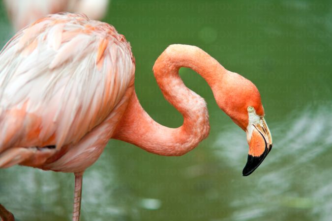 خرید و دانلود عکس Animals-Part-3 - کیفیت بالا | پیک فاکس | Pic Fox