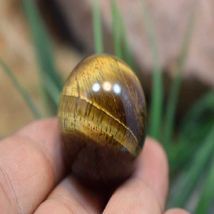 گوی چشم ببر