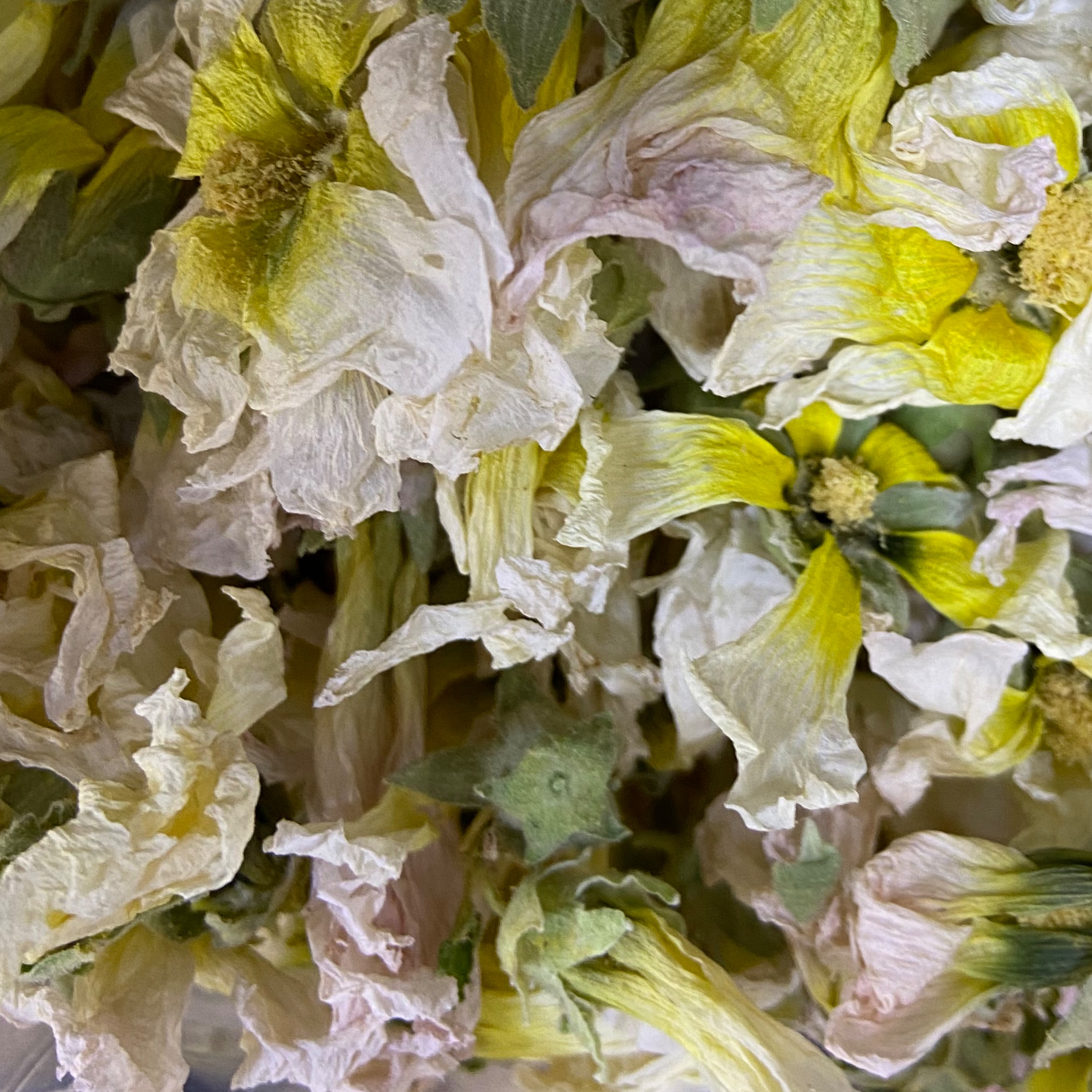 گل ختمی سفید(700 گرمی)