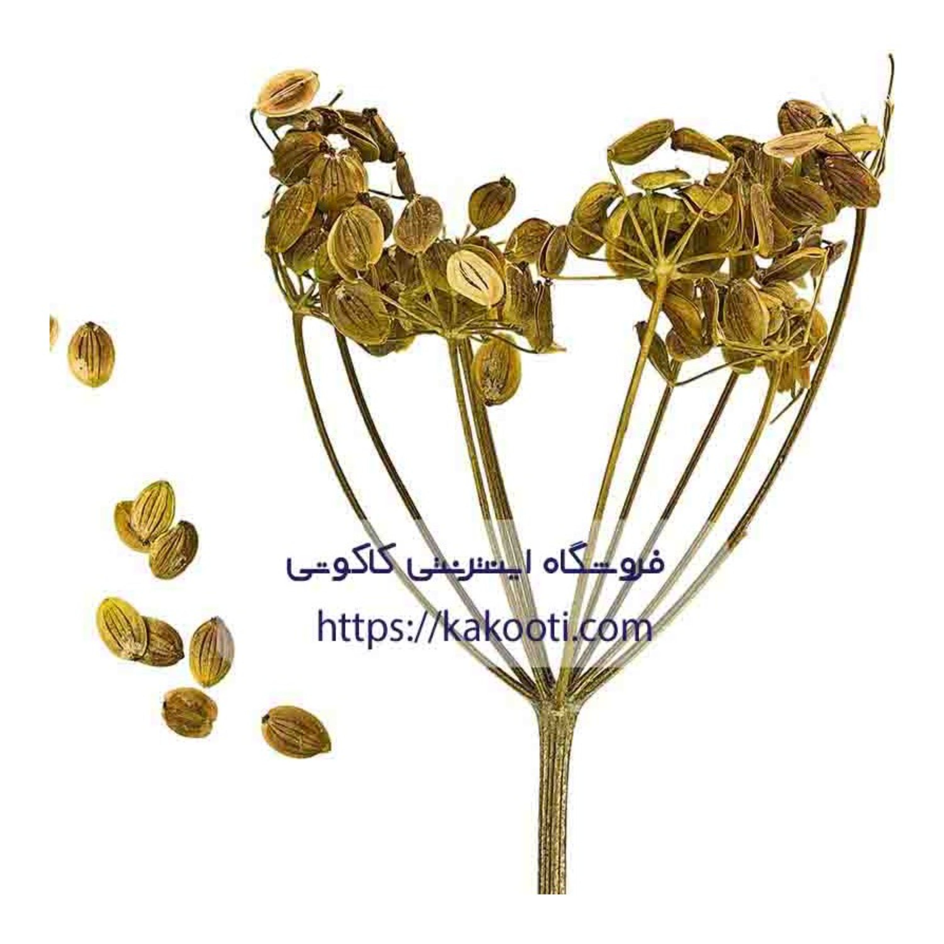 دمنوش گلپر طبیعی کاکوتی