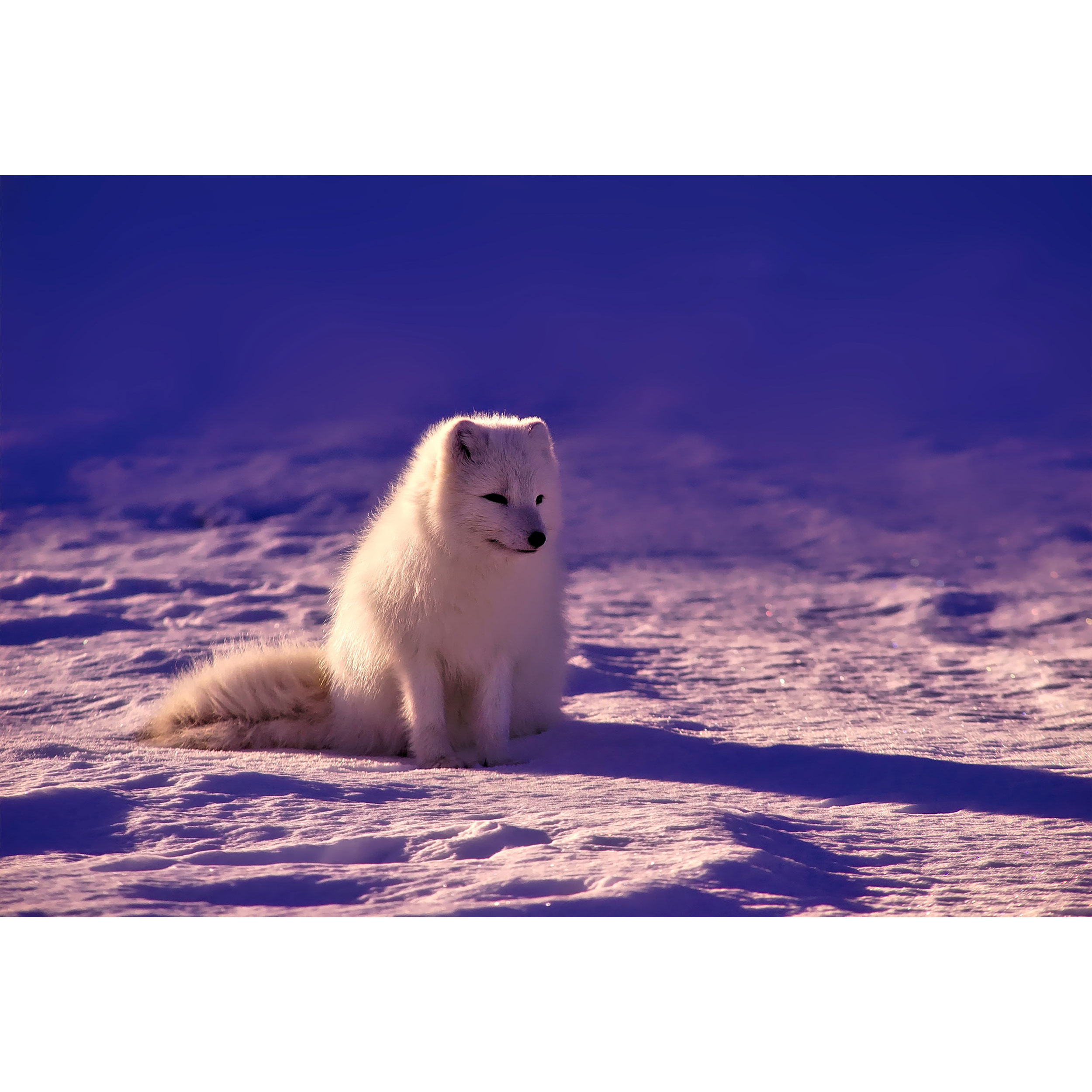 تابلو شاسی طرح سگ در برف مدل T1644