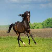 خرید و دانلود عکس زیبایی یک اسب عربی قهوه‌ای در دشت | پیک فاکس | Pic Fox