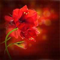 خرید و دانلود عکس Flower-Part-9 کد 18418 | پیک فاکس | Pic Fox