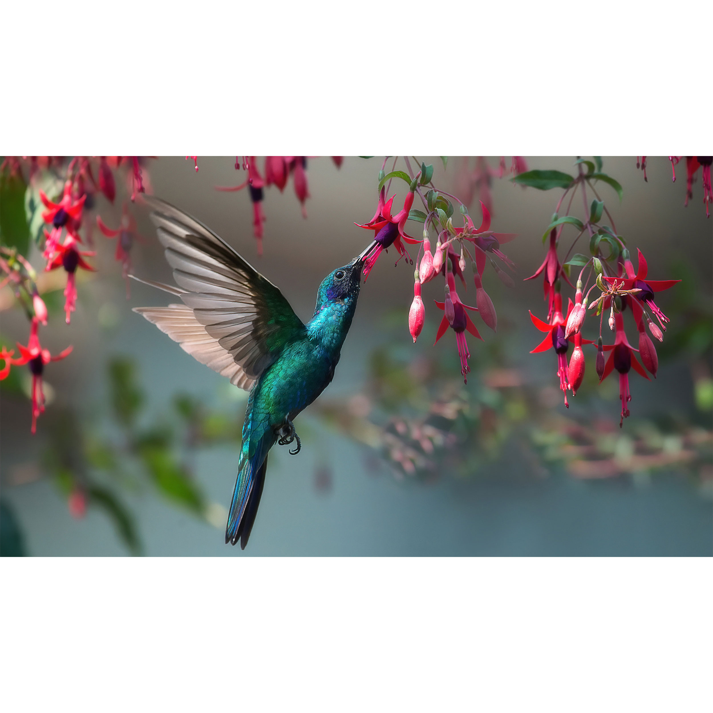 تابلو شاسی طرح مرغ مگس خوار و گل مدل T7796