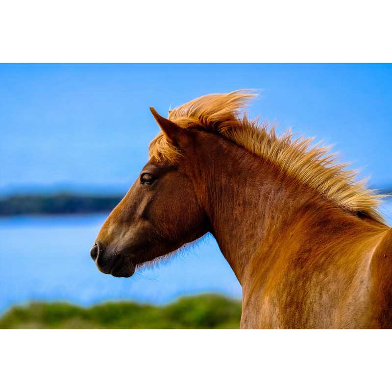 تابلو شاسی طرح اسب مدل T1596 | دنیای قاب