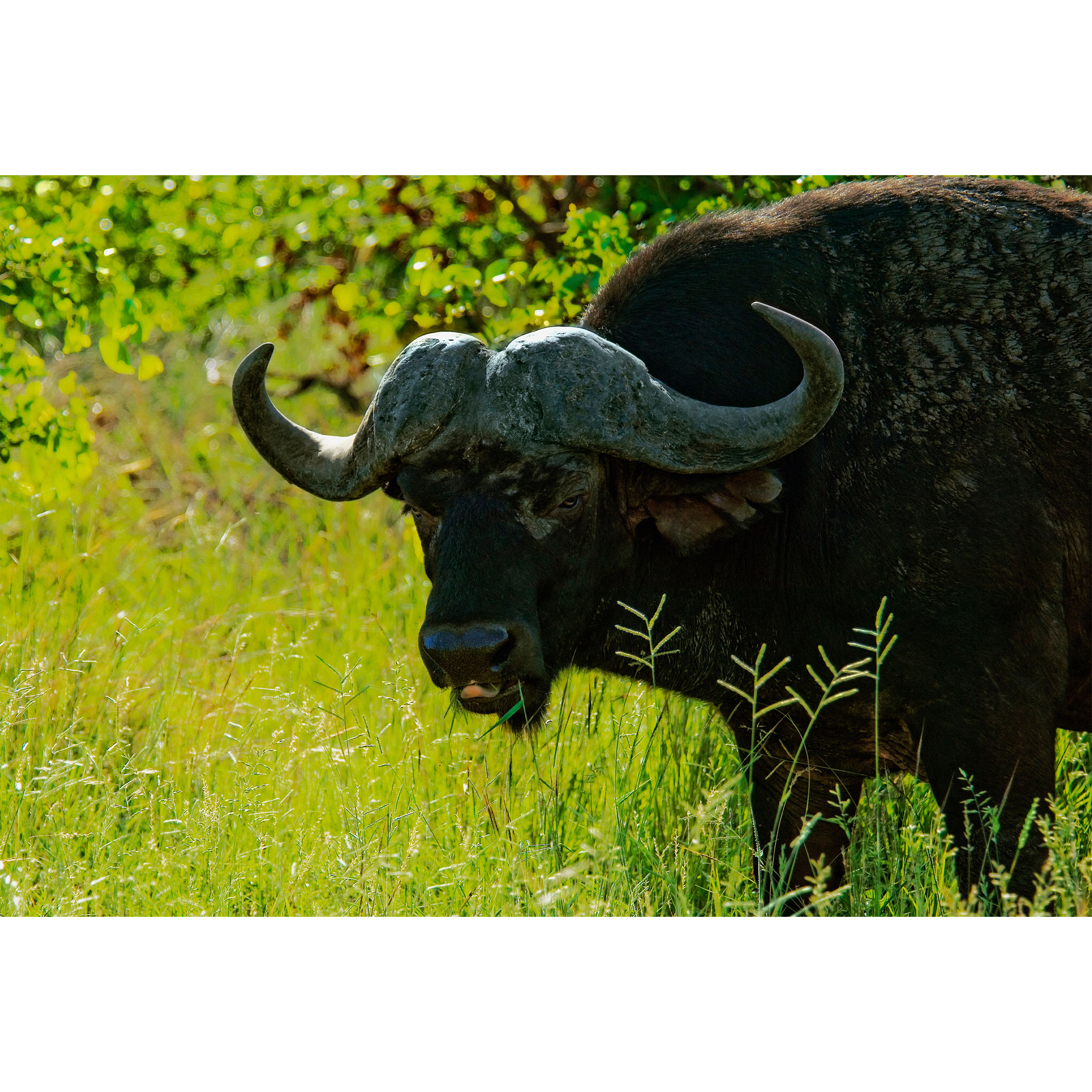 تابلو شاسی طرح جنگل و بوفالو مدل T2002