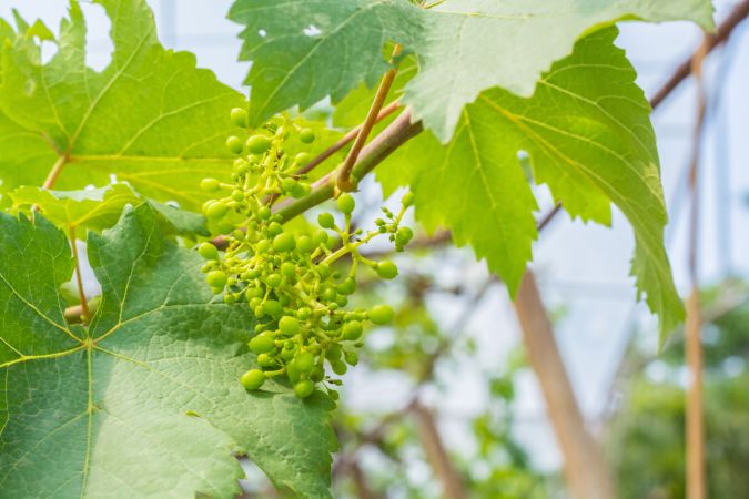 خرید و دانلود عکس Grape کد 24638 | پیک فاکس | Pic Fox