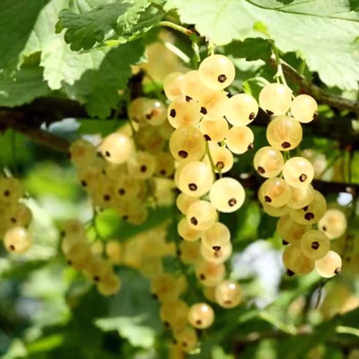 بذر انگور فرنگی (کارنت) سفید (شیشه ای)