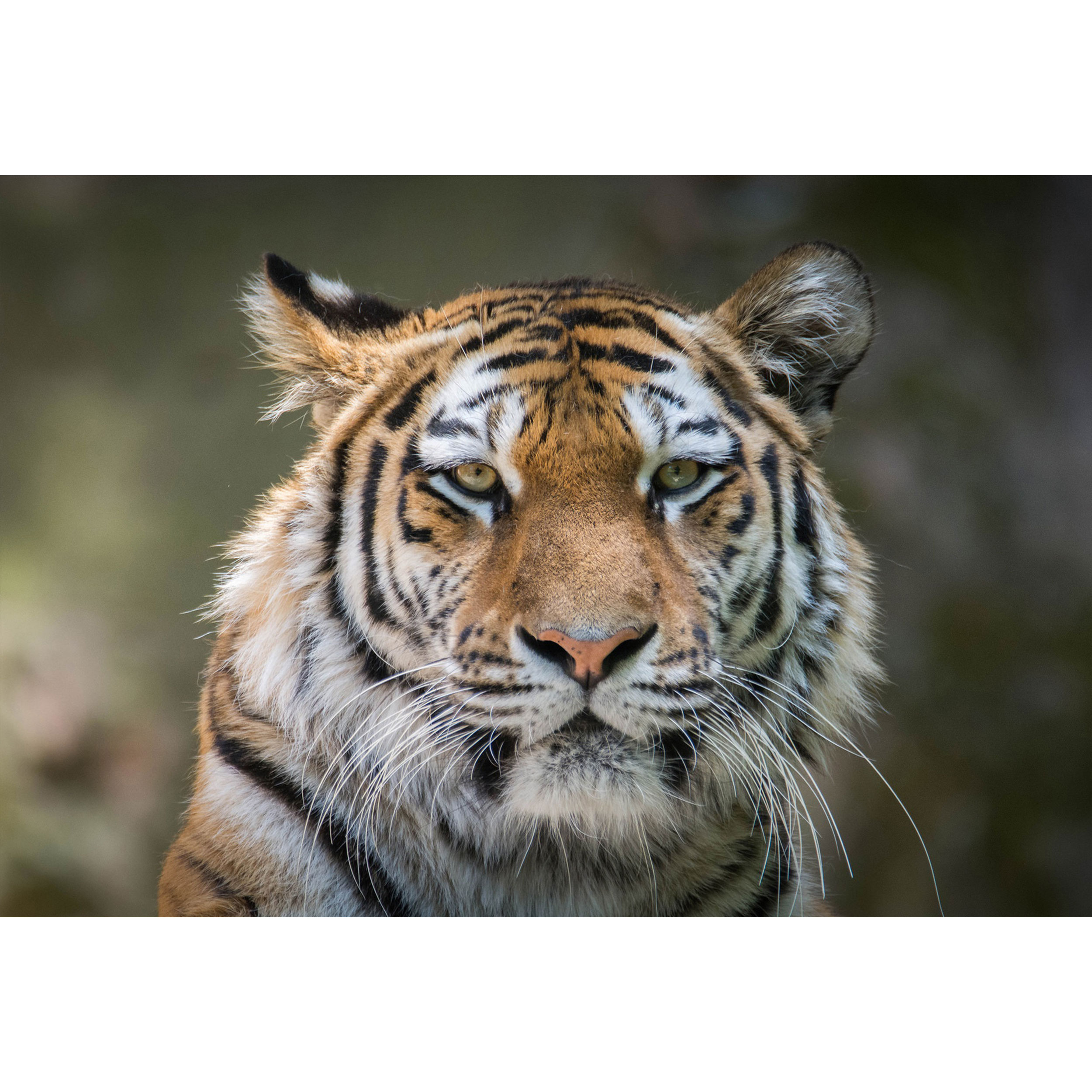 تابلو شاسی طرح ببر مدل T1689