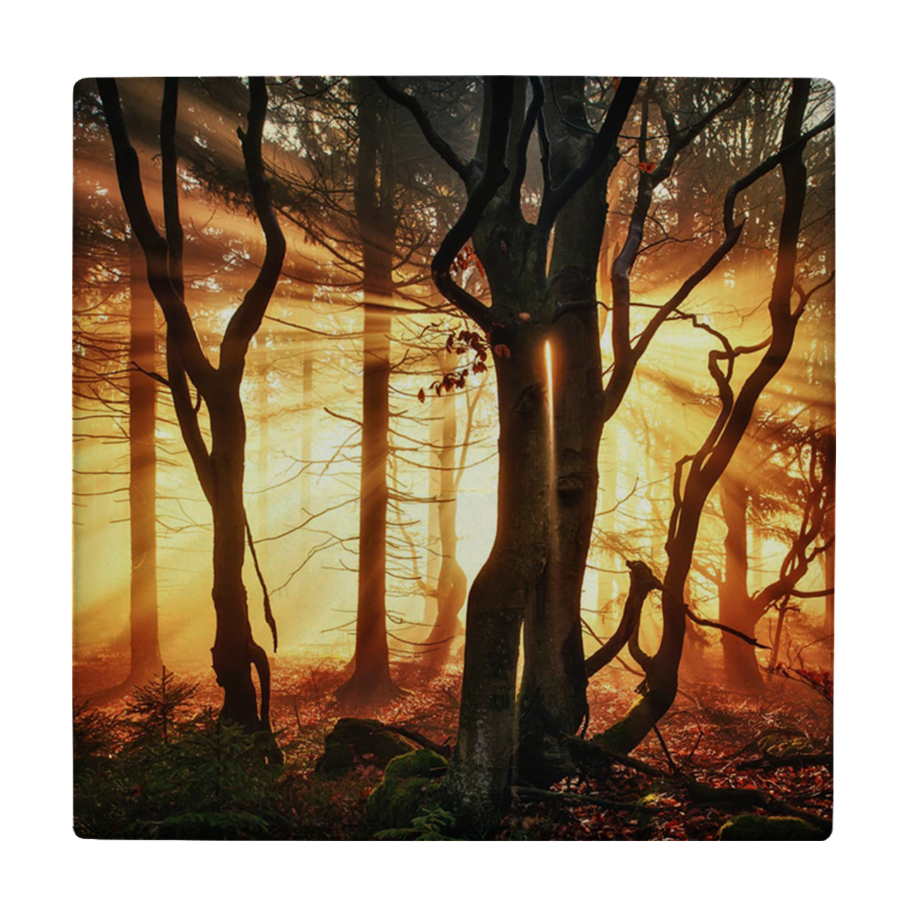 کاشی کارنیلا طرح جنگل و پرتو خورشید مدل لوحی کد WKB787 