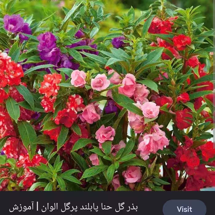 بذر گل حنا رنگارنگ زیبا بسته تقریبا 20 عددی