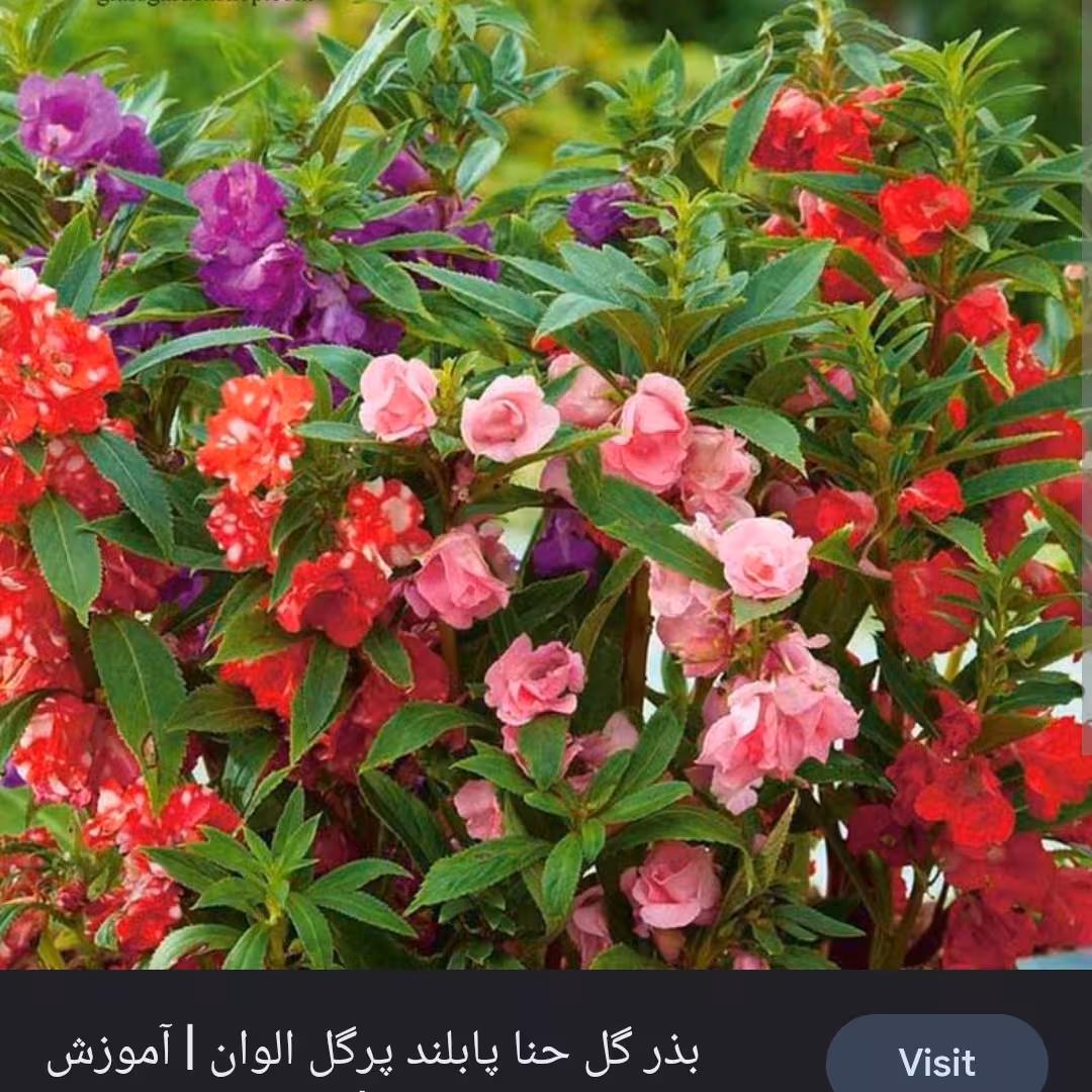 بذر گل حنا رنگارنگ زیبا بسته تقریبا 20 عددی