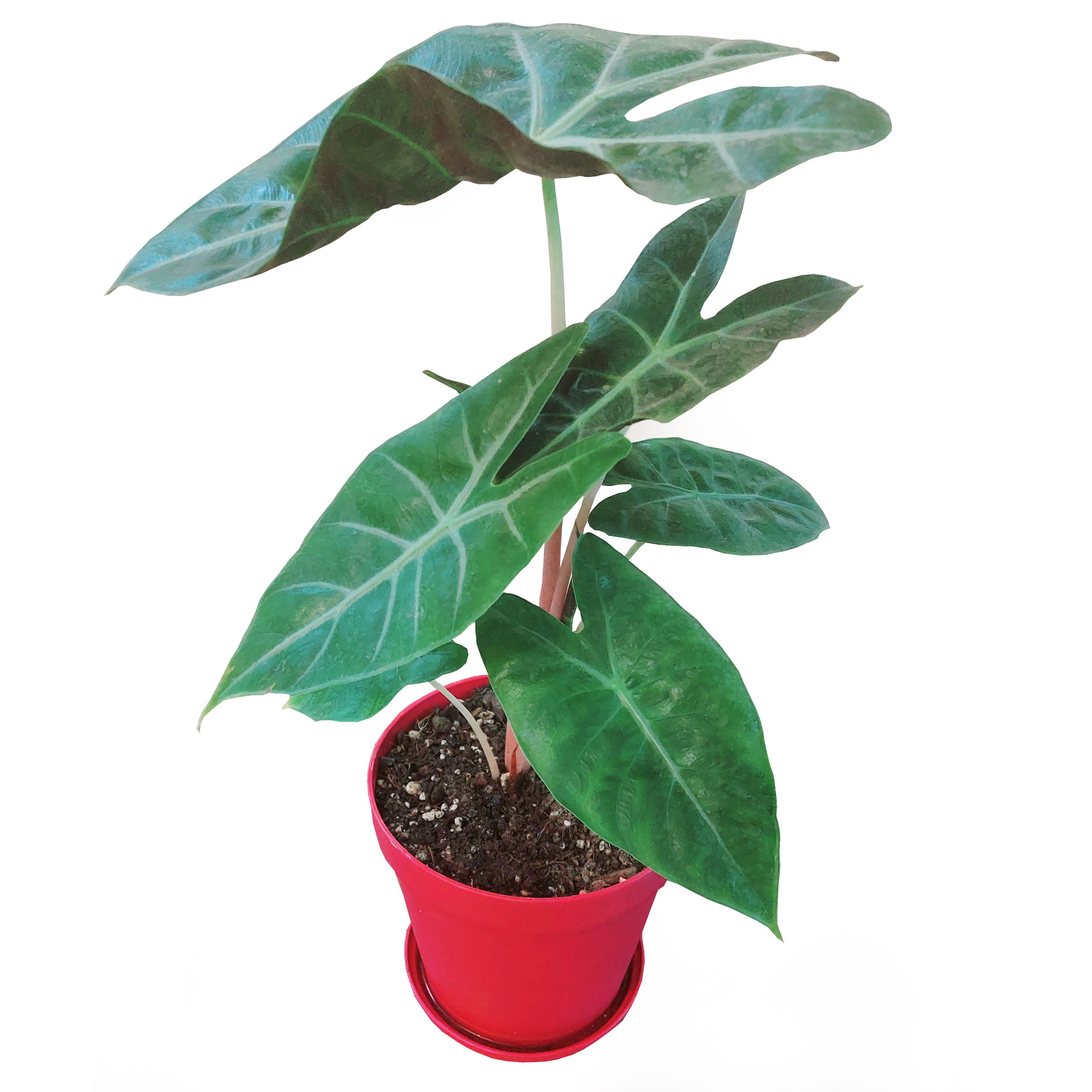 گیاه طبیعی آلوکازیا مدل F-18